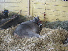 Sleepy cow, MN State Fair