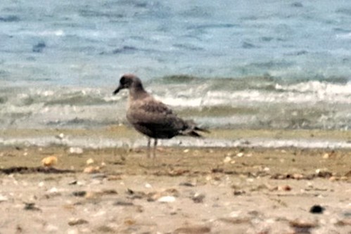 unkwn brown gull