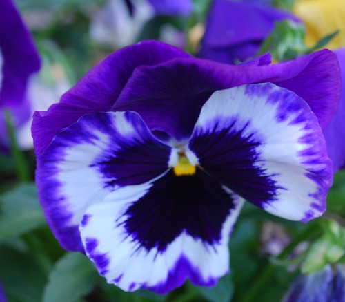 PANSY FLOWERS, There are so many 