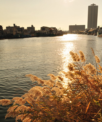尻無川 Reed on the Shirinashi River