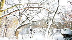Central park in snow6