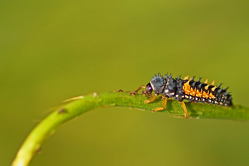 Larvae In House. asian ladybug larva