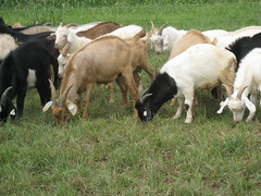 Bucks grazing in 2009 test