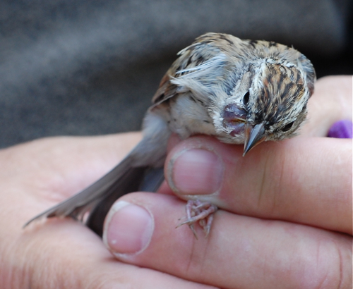chipping sparrow tumor