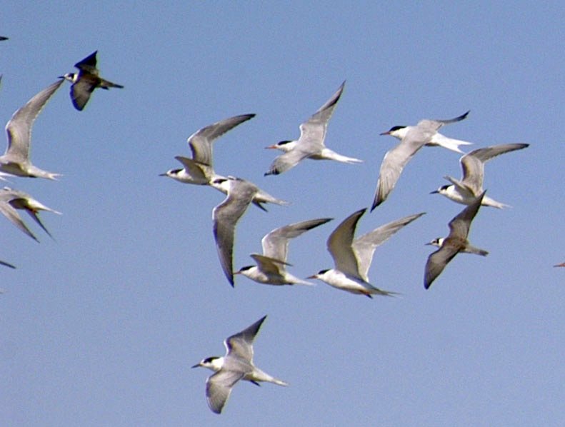 Common Terns and Black Terns