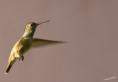 Colibri en vol - Hummingbird in flight