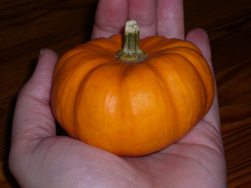 Pumpkin in the Palm of my Hand