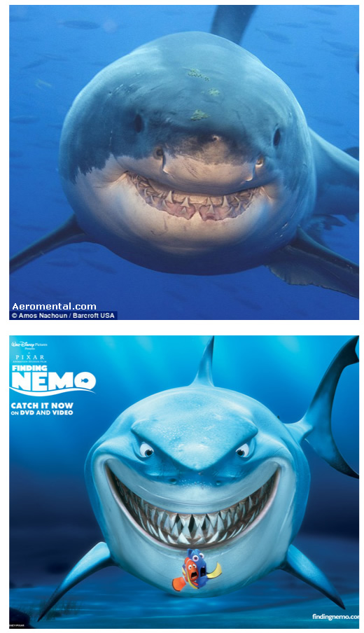 El tiburón de Buscando a Nemo en la Vida Real