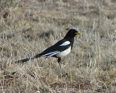 magpie striking a pose
