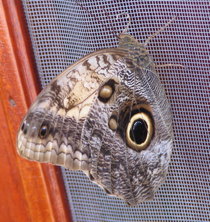 Butterfly or moth on door at Casita Norte