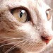 Curious Eyes of Bengal Cat
