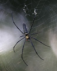 Golden orb-web spider (Nephila pilipes)