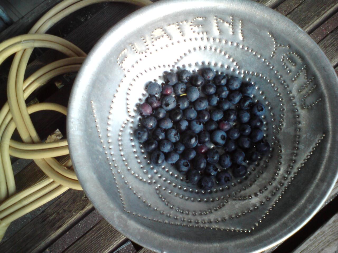 Blueberries from the garden