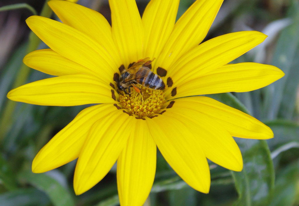 Bee likes yellow