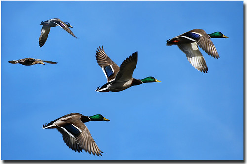 Mallard Duck Flying. Mallard Ducks in Flight