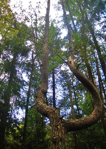 Ballt träd @ Gallhålans naturreservat