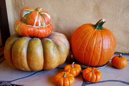 different kinds of pumpkins