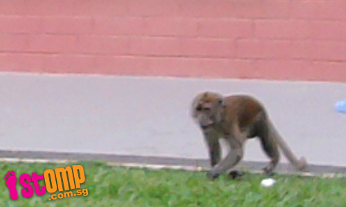  Monkeys roam freely in Pasir Ris