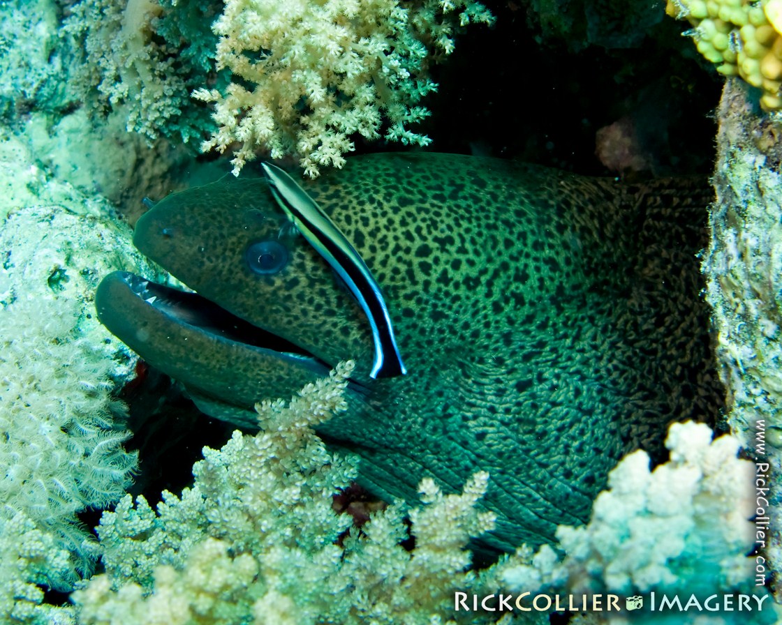Underwater photo of a giant moray eel being cleaned by a Red Sea cleaner wrasse at Ras Muhammad, Egypt