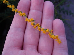 tiny yellow flowers