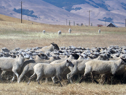 sheep farm in washington state