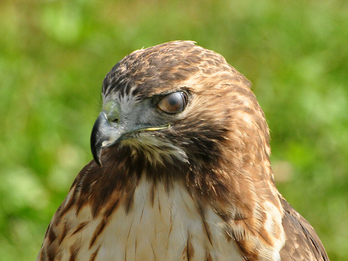 Medieval Fest Hawk