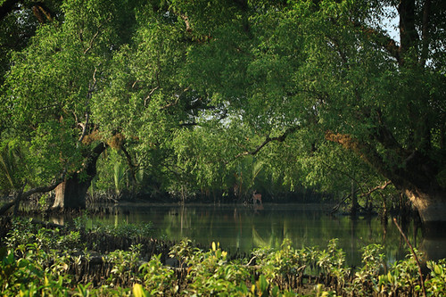 Inside Sundarban