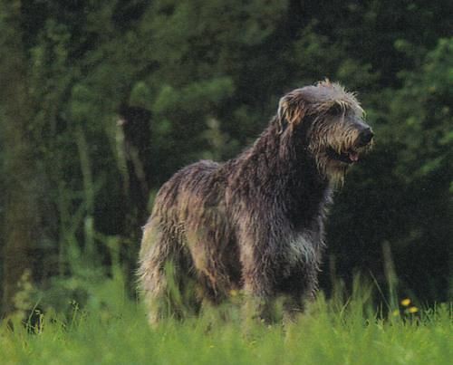 Irish Wolfhound - Levriero Irlandese