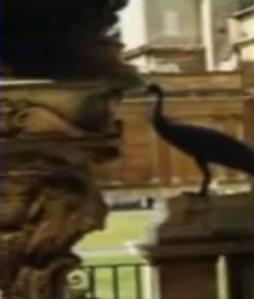 vatican peacock