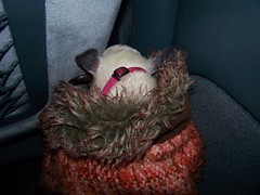 Sleeping on the ride home