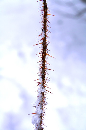 Branch with spikes