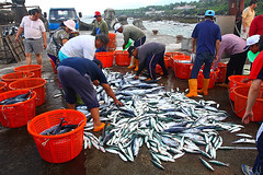 豐富的漁業資源 鍾家榮攝影
