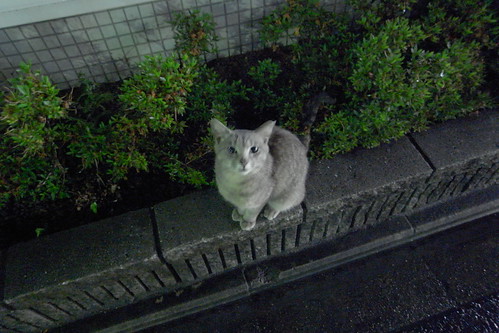 Today's Cat@20090701