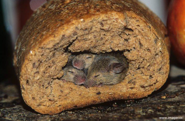 Foto de 3 ratones durmiendo dentro de un pan