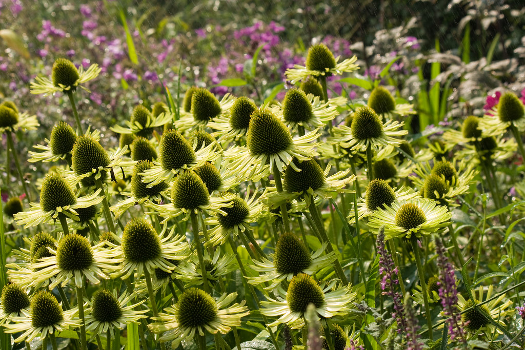 Tip Of The Week The Color Of Coneflowers Plant Talk