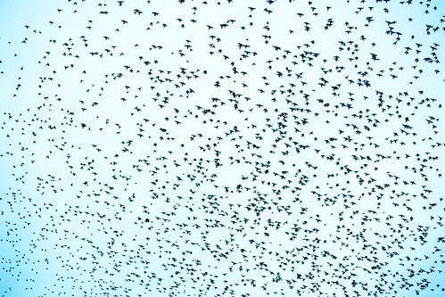 Starlings-2 on Flickr