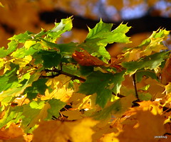 maple leaf rag