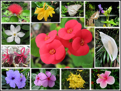 Collage of flowers and butterflies captured in our garden, November 2009