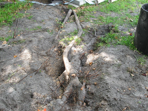This Root System Must Go, Too