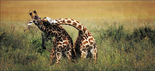 Loving Giraffes