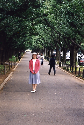 Ginkgo Trees at Meiji Jingu Gaien
