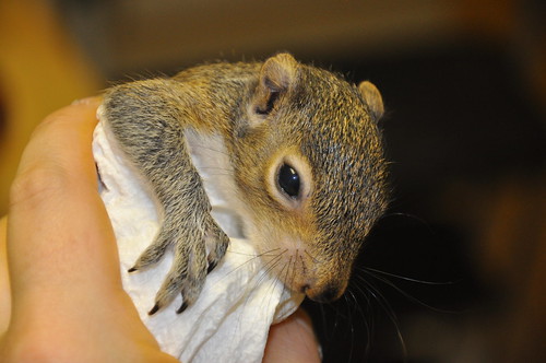 Squirrel at Four Weeks