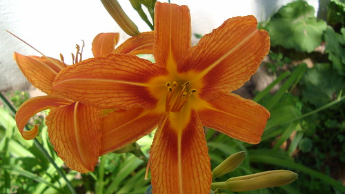 Daylily in bloom