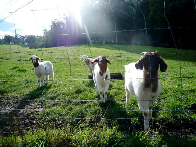 Gippsland goats