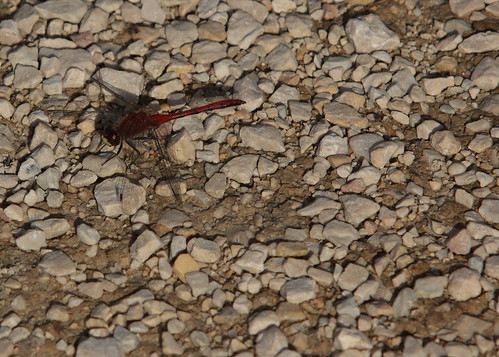 Dragonfly on a gravel path