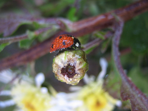 Dew Covered Lady Bug