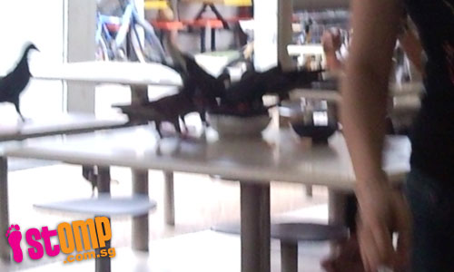  Birds feast on leftovers at hawker centre
