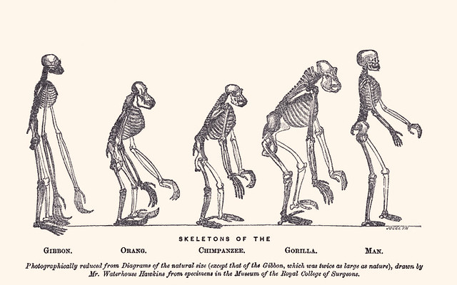 Waterhouse Hawkins, Skeletons of the Gibbon, Orang, Chimpanzee, Gorilla, man, frontispice de louvrage de Thomas Henry Huxley (1863).