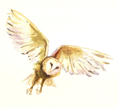 alison-owl2