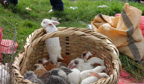 Rabbits and guinea pigs